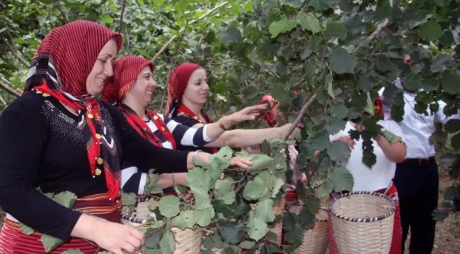 FINDIK HASADI TARİHLERİ BELLİ OLDU