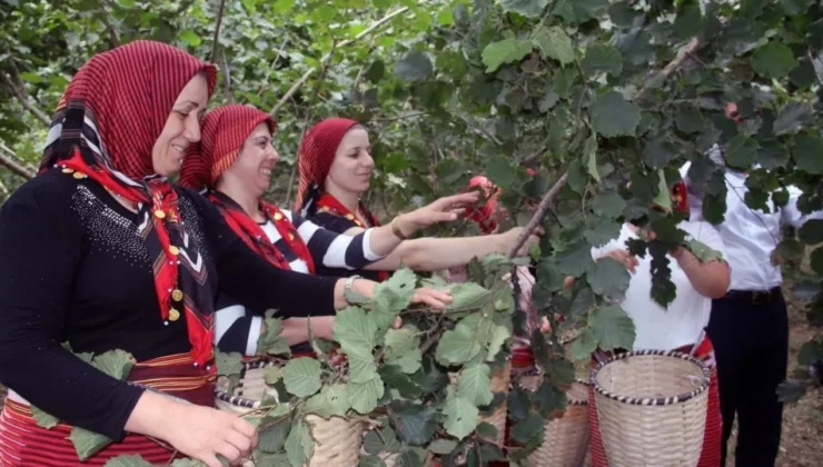 FINDIK HASADI TARİHLERİ BELLİ OLDU