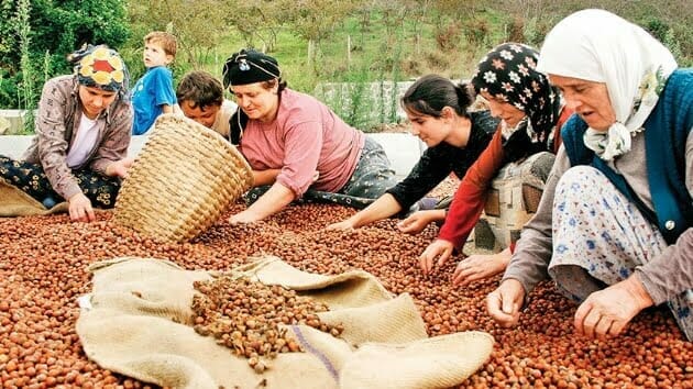 ALAPLI’DA FINDIK ALIMLARI BAŞLIYOR